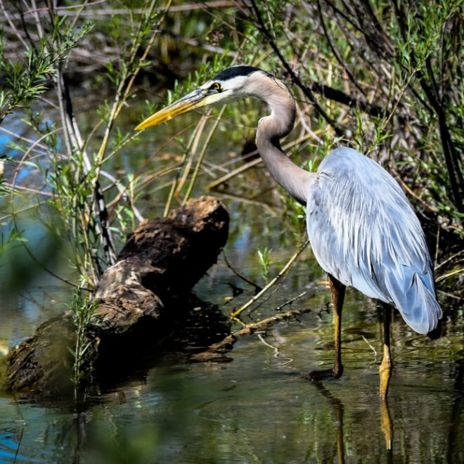 Blue Heron