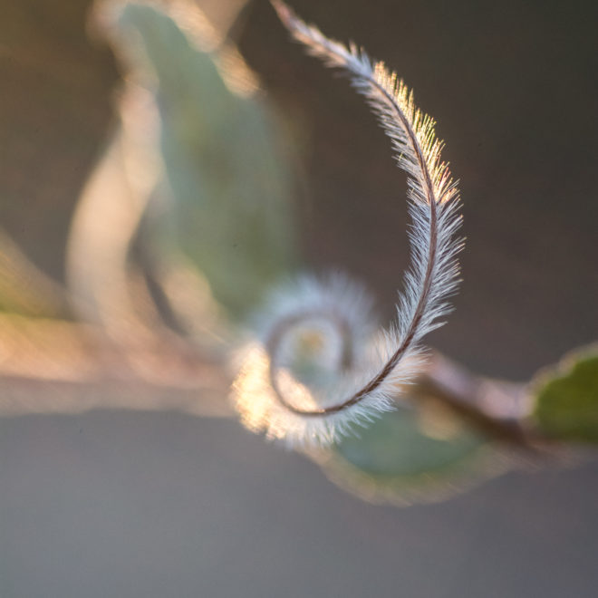 Curly Cue Feathers