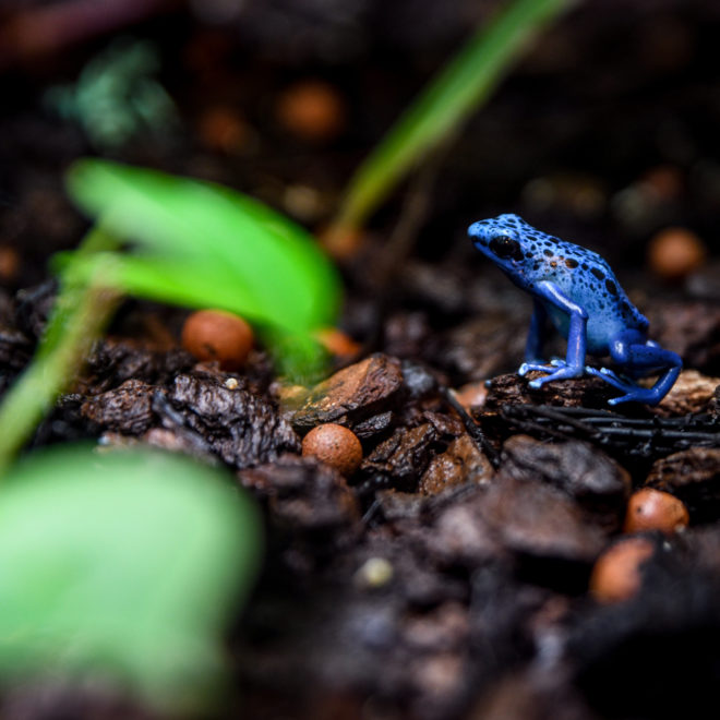 Blue Dart Frog