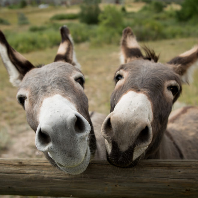 Smiling Donkeys