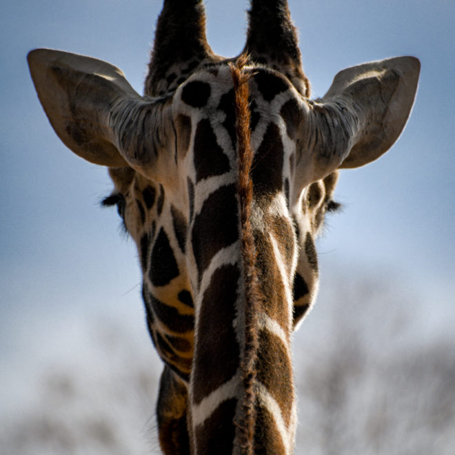 Giraffe - Front or Back?