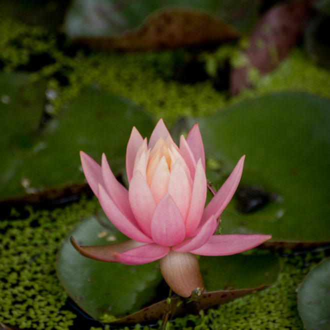 Water Lily