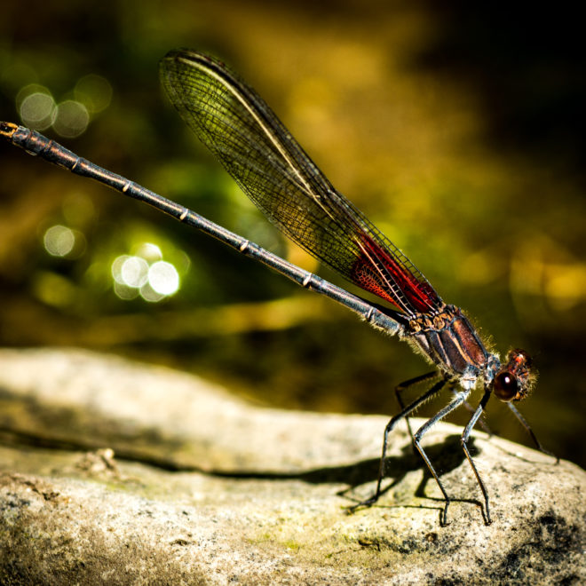 Red Dragon Fly on Rock Closwer with Magic Best Close up