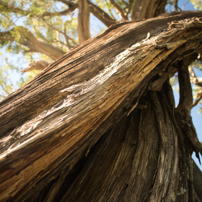 Twisted Ancient Evergreen