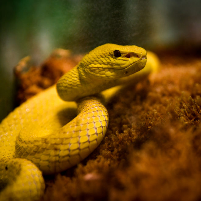 Yellow Snake