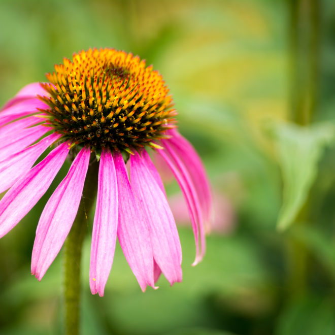 Echinacea